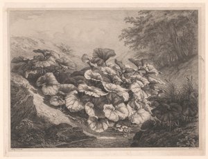 Great Coltsfoot by Eugene Bléry