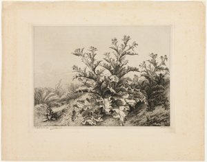 The Large Thistle, plate three from Les quatres grandes plantes by Eugene Bléry