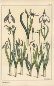 Botanical Illustration of a Snowdrop, Galanthus nivalis