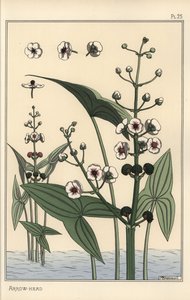 Botanical Illustration of the Arrowhead, Sagittaria Sagittifolia