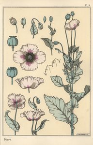 Botanical Illustration of the Poppy, with Flower Parts, Opium Pod by Eugene Grasset