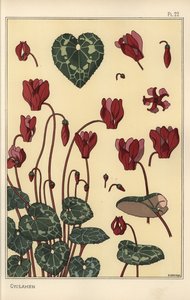 Cyclamen Plant, with Details of the Flower, Leaves, Petals
