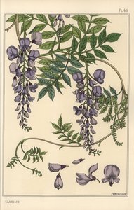 Glycine botanical study