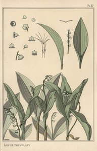 Lily of the valley, botanical study