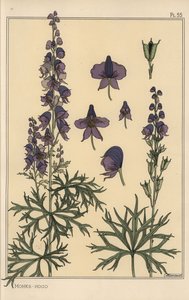 Monkshood Botanical Study