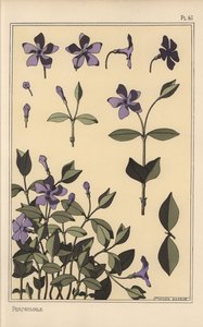 Periwinkle botanical study