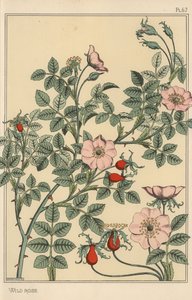 Wild rose botanical study