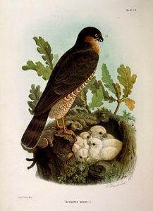 Illustration from Eugenio Bettoni