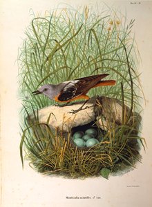 Illustration from Eugenio Bettoni