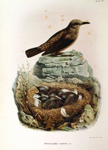 Illustration from Eugenio Bettoni