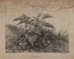 Stramonium by Eugenio Landesio