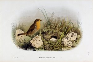 Representation of Red Gorge (Rubecula familiaris) by Eugenio and Dressler Oscar  Bettoni