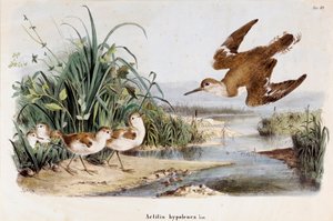 Representation of the Common Sandpiper (Actitis hypoleuca)
