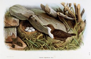 Representation of the Dipper (Cinclus aquaticus) by Eugenio and Dressler Oscar  Bettoni