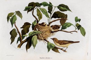 Representation of the Warbler (Hipolais salicaria) by Eugenio and Dressler Oscar  Bettoni