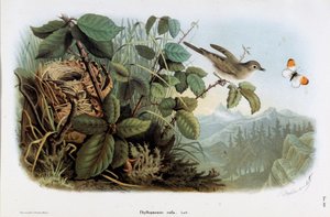 Representation of the Chicken Veloce (Phyllopneuste rufa) (Chiffchaff) by Eugenio and Dressler Oscar  Bettoni