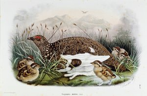 Representation of the Partridge (Partridge or Lagopus mutus) by Eugenio and Dressler Oscar  Bettoni