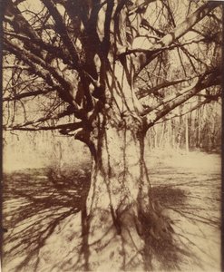 Beech Tree