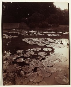 Water Lilies