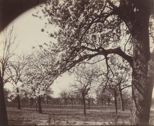 Pear Tree