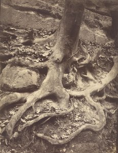 Tree Roots, Saint-Cloud