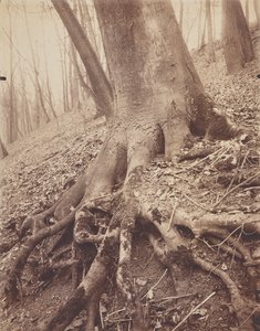 Trees and Roots
