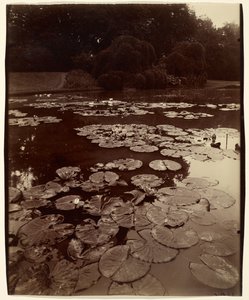 Water Lilies