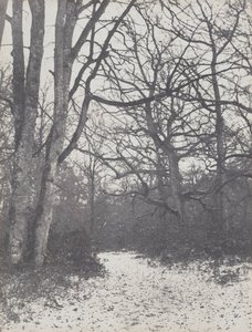 Road in the Forest