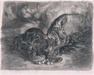 Wild Horse Overpowered by a Tiger