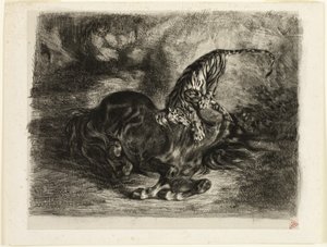 Wild Horse Brought Down by a Tiger