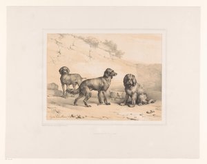 Three Dogs by Eugène Verboeckhoven