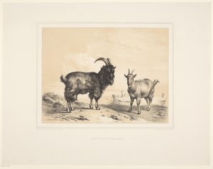 Two Goats by Eugène Verboeckhoven