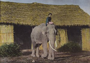 Elephant at Work