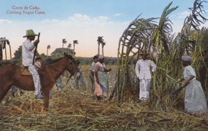 Havana, Cuba: Cutting Sugar Cane by European Photographer