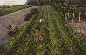 Havana, Cuba: Pineapple Field by European Photographer