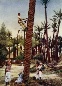 Palm groves of Elche by European Photographer
