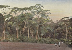 Coffee Plantation Under Maoulis Trees by European Photographer