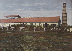 Sugar Cane Harvest