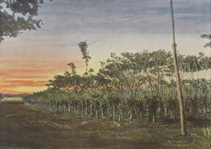 Vanilla Plantation Under Acacias by European Photographer