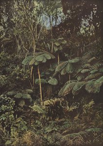 Vegetation, Tree Ferns by European Photographer