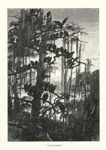 A Buzzard Roost