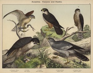 Accipitres, Falcons and Hawks