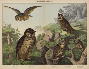 Accipitres, Owls by European School
