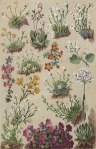 Alpine Flora by European School