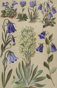 Alpine flora by European School