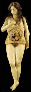 Anatomical model of an ovarian pregnancy by European School