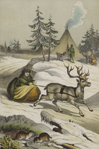 Animals and Plants of Lapland