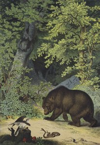 Animals and Plants of the Leafy Woods of Central Europe