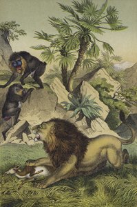 Animals and plants of the mountain forests of coastal West Africa
