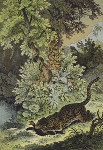 Animals of Guiana by European School